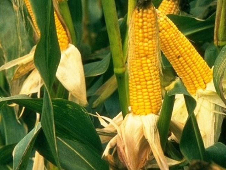 दैलेखमा बँदेलले मकै सखाप, किसान चिन्तित 